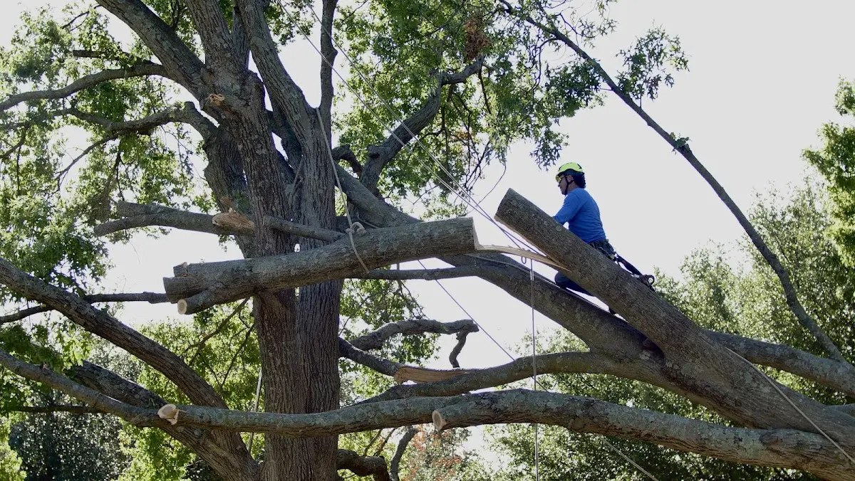 Professional Crown Thinning performed by certified arborists in West Fairlee