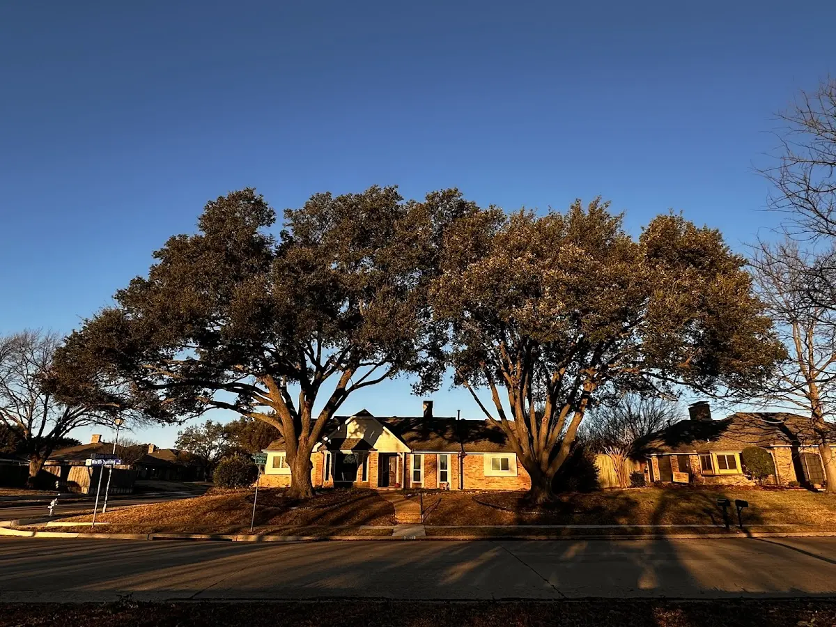 Established residential canopy tree shading a home in West Fairlee